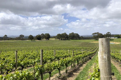 Best Wine Tours in South Australia - Bus and Barrel